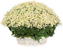 Цветочная композиция из Ромашки в корзине #REPLACE_PRED# Киреевске